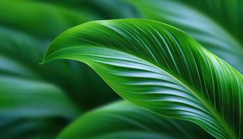 Soft motion blur of banana leaves nature close-up lush environment serene viewpoint photo