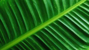 Closeup tropical banana leaf veins nature plant image lush environment detailed view organic concept photo