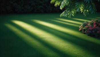 Backyard lawn in late afternoon sun flares and long shadows tranquil outdoor scene photo