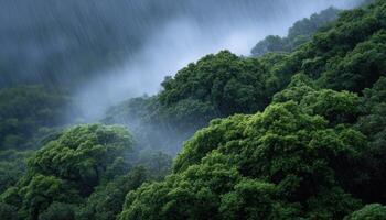 Rain pouring through dense forest canopy misty landscape nature photography tranquil view photo