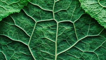 Macro texture of fresh green lettuce leaves close-up nature detailed organic photo