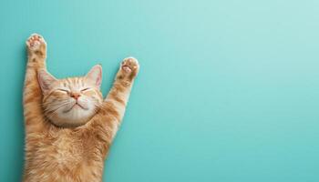 Adorable cat stretching on sky blue background playful pet photography soft shadow effect photo