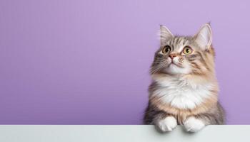 Longhaired cat posing lavender background clean composition indoor focused perspective photo
