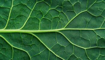 Macro kale leaf texture with curly edges and detailed surface patterns in nature environment photo