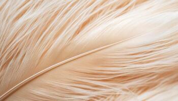 Delicate feather surface closeup nature texture softness macro view elegant concept photo