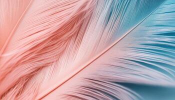 Closeup of delicate feather texture nature macro photography soft environment elegant viewpoint photo