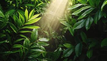 Sunlight breaking through dense rainforest canopy nature photography lush green environment close-up photo