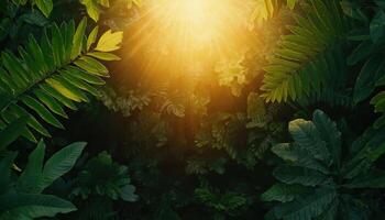 Golden sunlight filtering through dense forest canopy nature photography serene environment aerial view photo