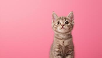 Adorable cat posing on pink background cute pet photography playful environment close-up view photo