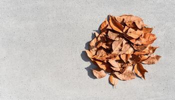 Textured detail of dry leaf pile on concrete with soft shadows in urban environment photo