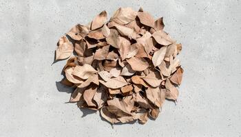 Textured detail of dry leaf pile on concrete natural environment soft shadow view photo