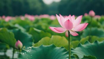 Morning water droplets bouncing on lotus leaf nature scene tranquil environment close-up photo