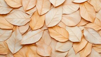 Intricate overlapping dried leaves on ground nature close-up autumn natural texture photo
