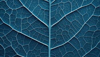 Macro texture of banana leaf veins with water droplets nature close-up serene environment photo