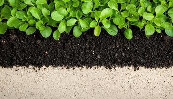 Growing organic seedlings in rich soil texture garden nature photography close-up view agriculture photo