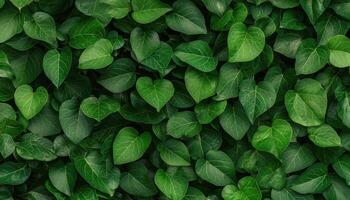 Natural vine patterns on a forgotten corner wall urban garden close-up shot lush greenery aesthetic appeal photo