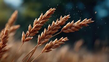 Delicate grains floating like dust in a bright sunny field nature scene close-up view photo