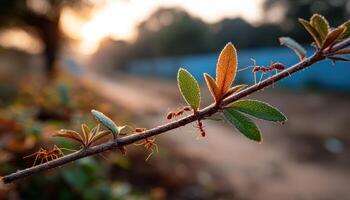 Ants journeying across a dry branch in warm sunlight nature photography outdoor serenity photo