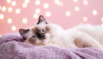 Relaxing ragdoll cat on luxurious purple blanket cozy indoor setting soft focus background photo