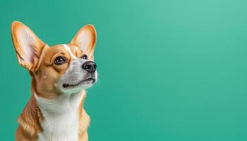 Playful corgi puppy posing confidently on green background for pet photography photo
