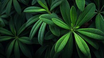 Dark Green Lush Leaves with Dew Drops photo