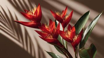 Red Tropical Flowers with Shadow and Light photo
