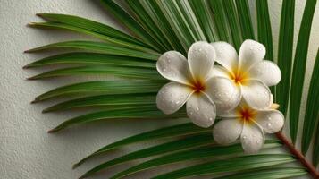 White Plumeria Flowers and Green Palm Leaf photo
