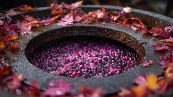 Red Grapes Fermenting in Wooden Barrel During Autumn Harvest photo