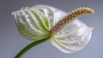 White Anthurium Flower with Dew Drops Closeup photo
