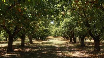 Sunlit Apricot Orchard Rows in Summer photo