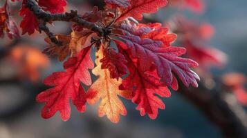 Red and Orange Autumn Oak Leaves with Dew Drops photo