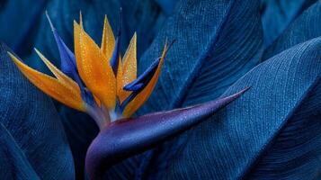 Orange Bird of Paradise Flower with Blue Leaves and Water Droplets photo