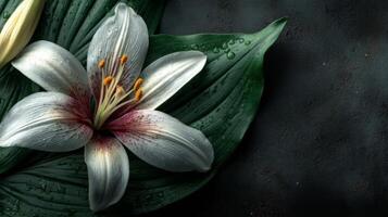 White Lily Flower with Green Leaves on Dark Background photo