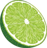 A lime slice is shown on a white background vector