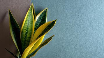 Elegant Close-Up of Snake Plant Leaf Displaying Unique Yellow Edges in Studio Light photo