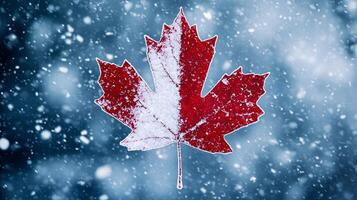 Vibrant Red and White Maple Leaf Nestled in Fresh Snow photo