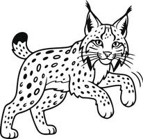 A lynx is running vector
