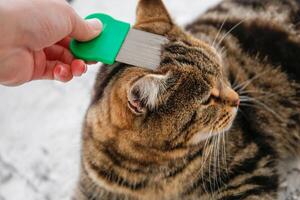 The cat is combed with a flea comb. photo