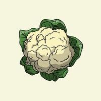 Illustration of Fresh Cauliflower with Leaves vector