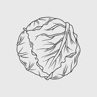 Hand-drawn illustration of a cabbage vector