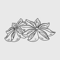 Star Anise Aromatic Spice Thin Line Illustration vector