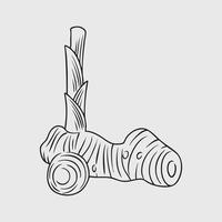 Thin line illustration of galangal root spice vector