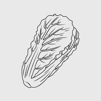 Line art illustration of a napa cabbage vector