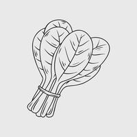 Bundle of fresh spinach leaves in a simple line drawing. vector