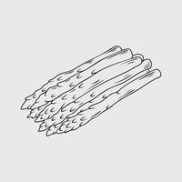 Thin line illustration of asparagus spears ready for cooking vector