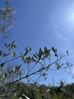 Eucalyptus branch frame against a blue sky background with sun rays. photo