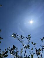 Eucalyptus tree branches against a blue sky background and sun. photo