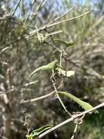 green vine with sharp thorns photo