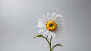 Single white daisy flower with yellow center against a light gray background. photo