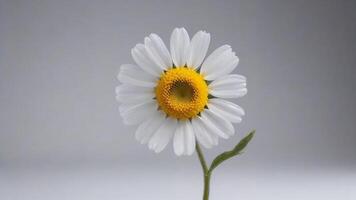 Single white daisy flower with yellow center isolated on gray background. photo